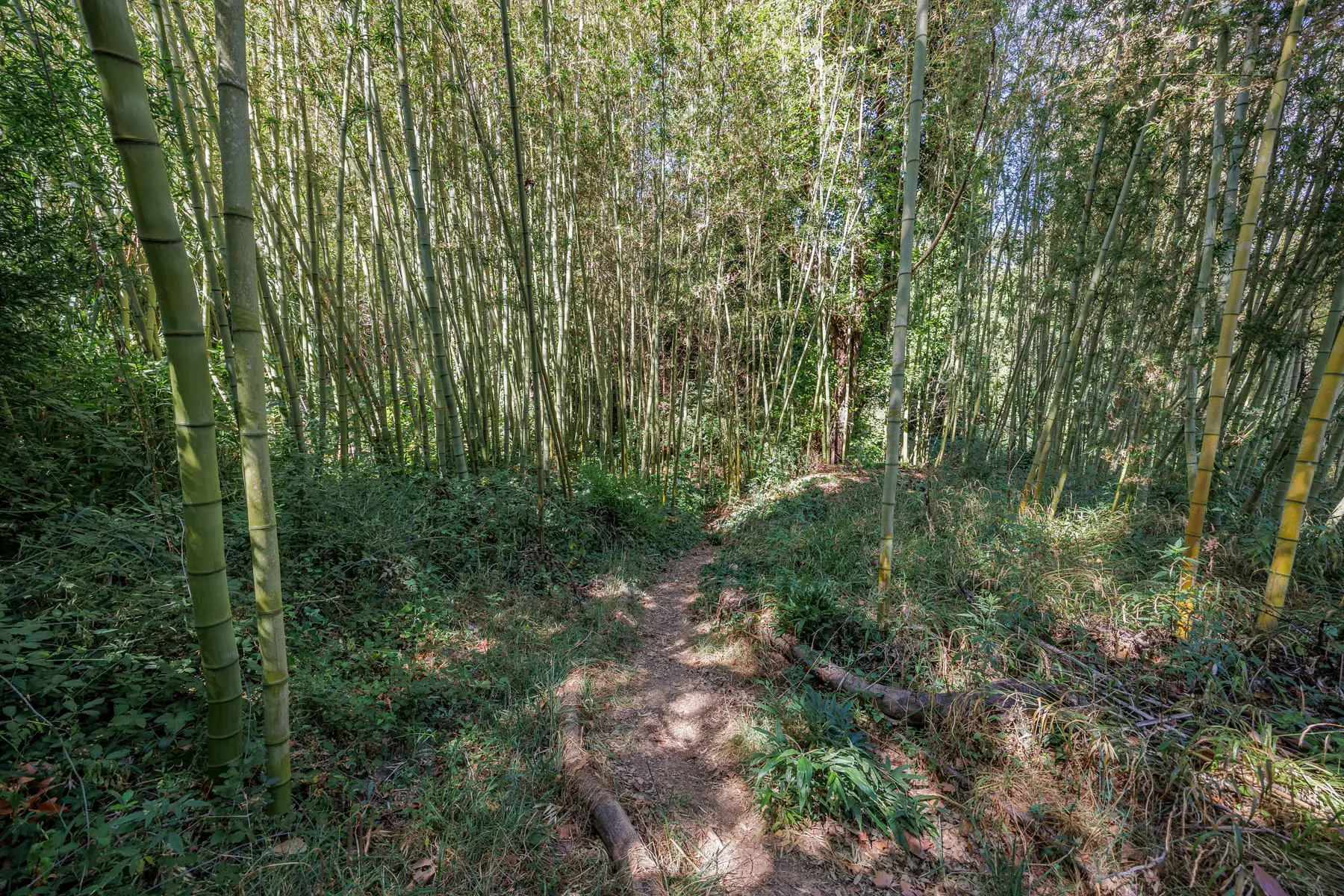 The bamboo grove behind the house, a path running through it.
