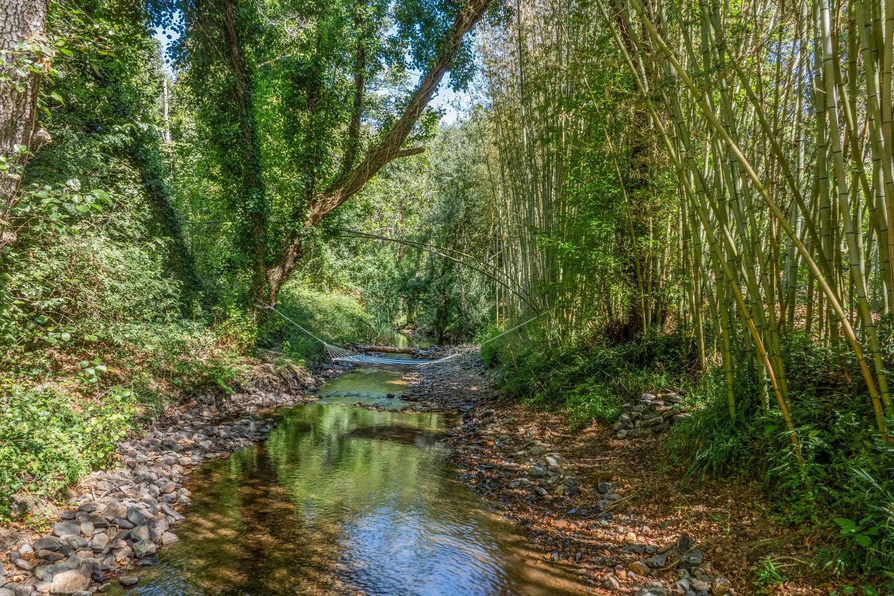 The brook running over stones through the bamboo.