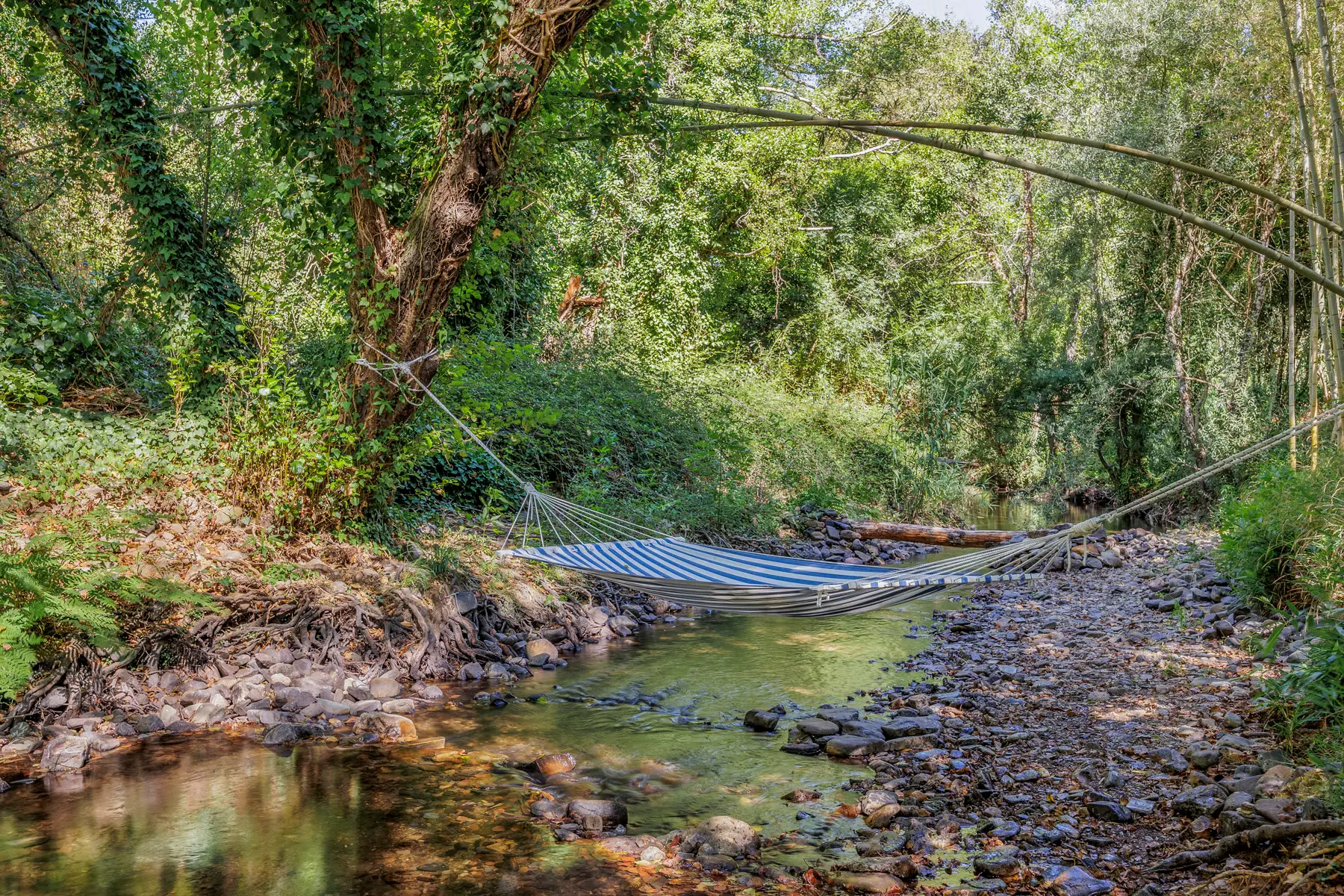 A hammock slung above the brook, between the trees.