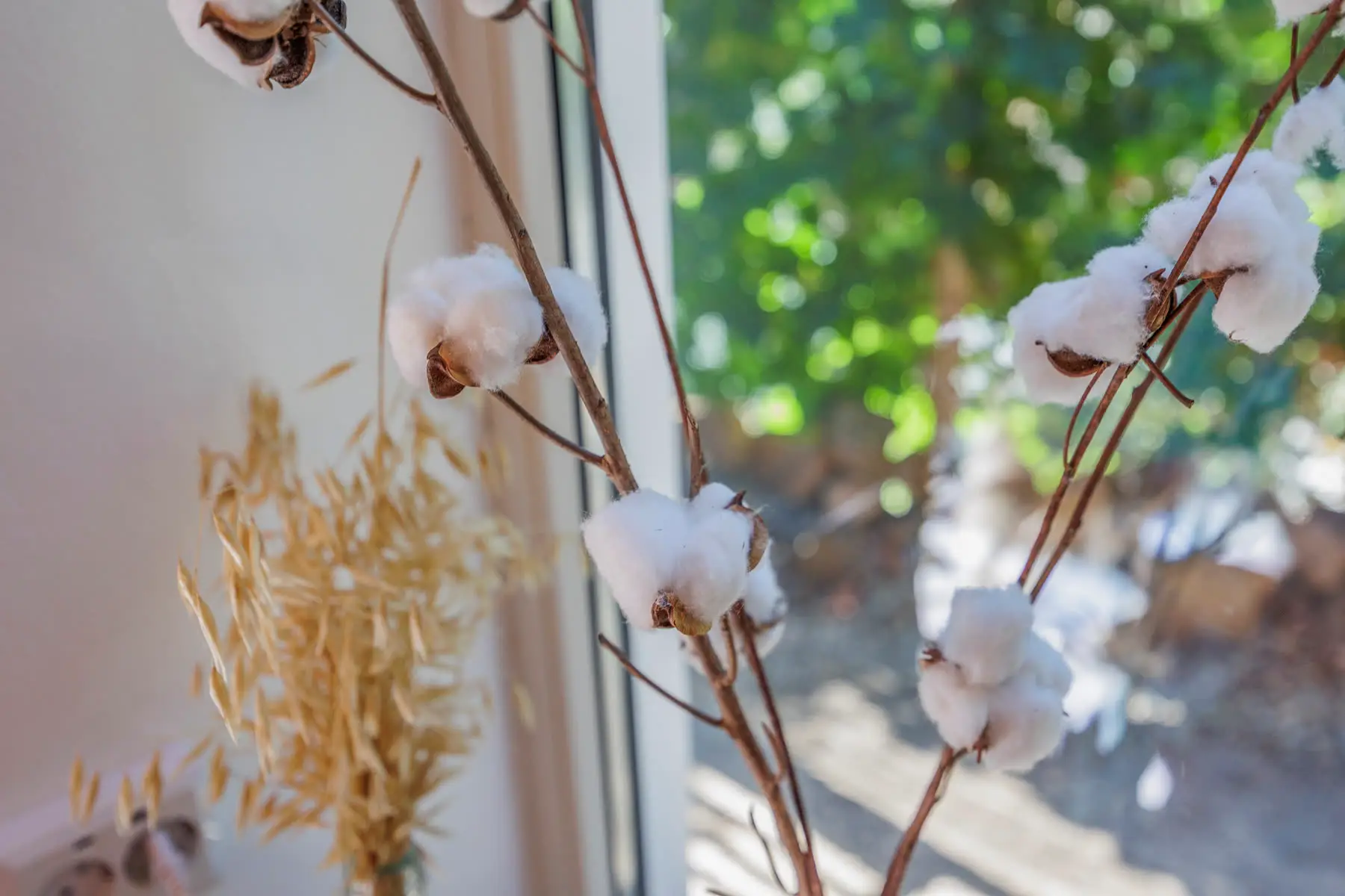 Cotton branches in a vase by the window, the garden behind.