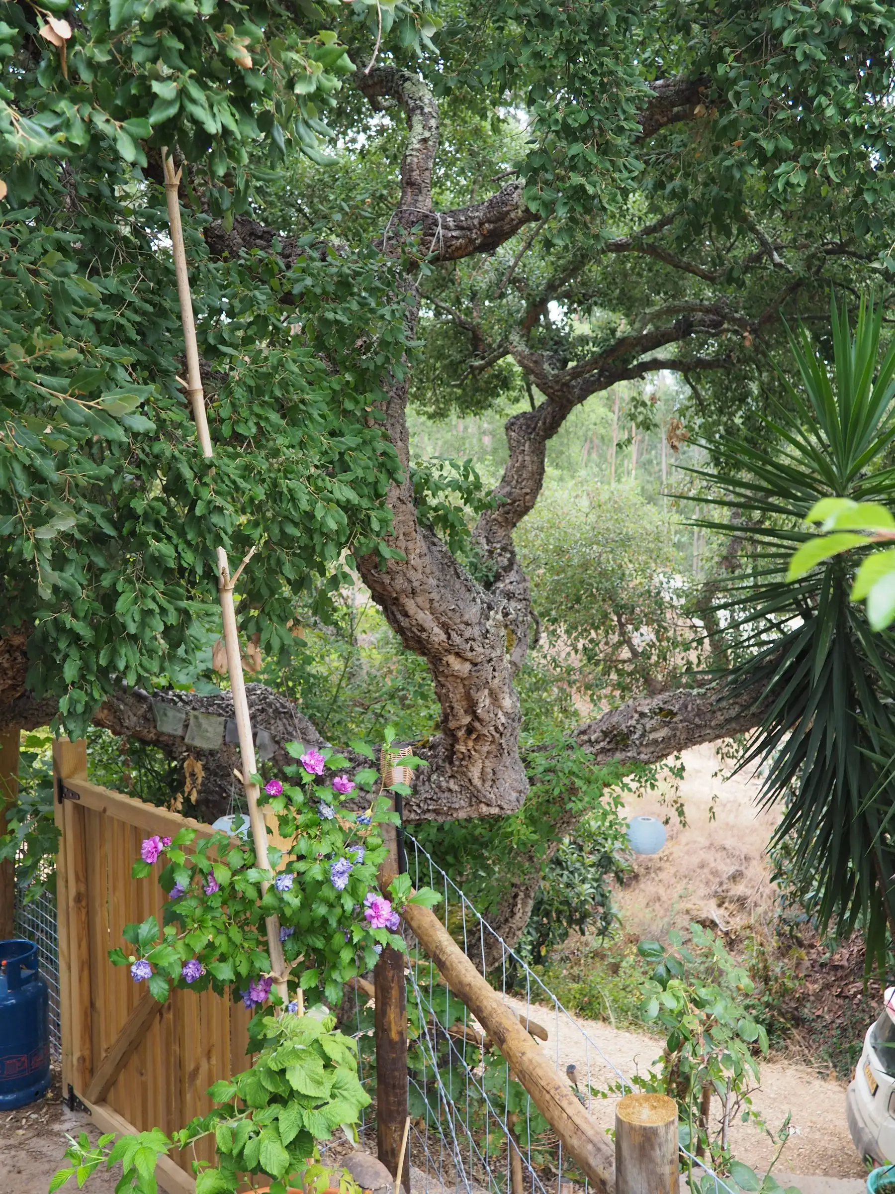 The corktree in front of the house, still completely intact