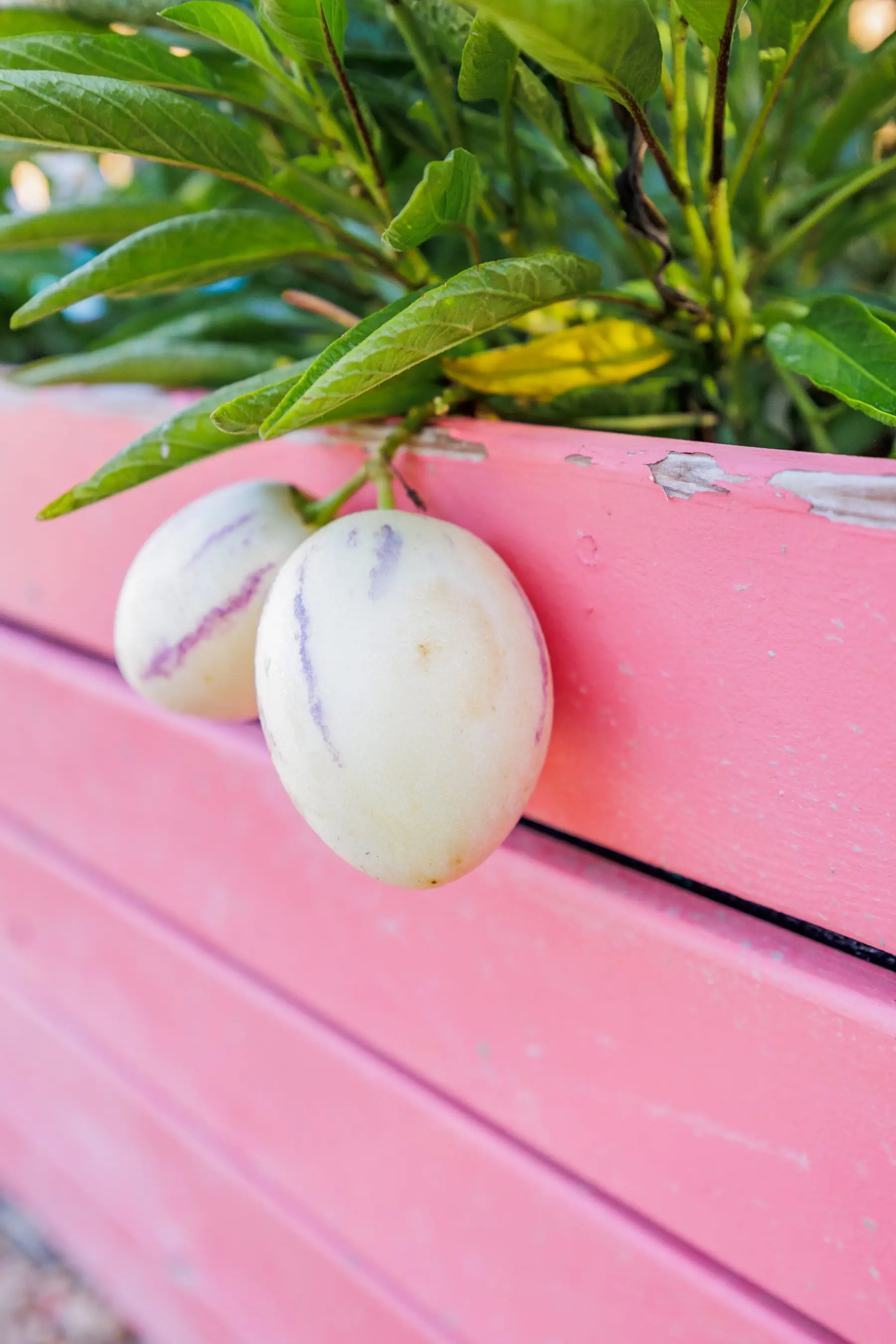 A regular supply of fresh, seasonal fruit to enjoy